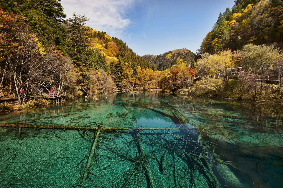Turquoise Five Flower Lake and golden autumn trees in Jiuzhaigou